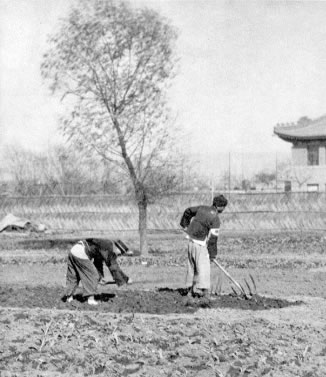南京陥落直後、畑を耕す農民